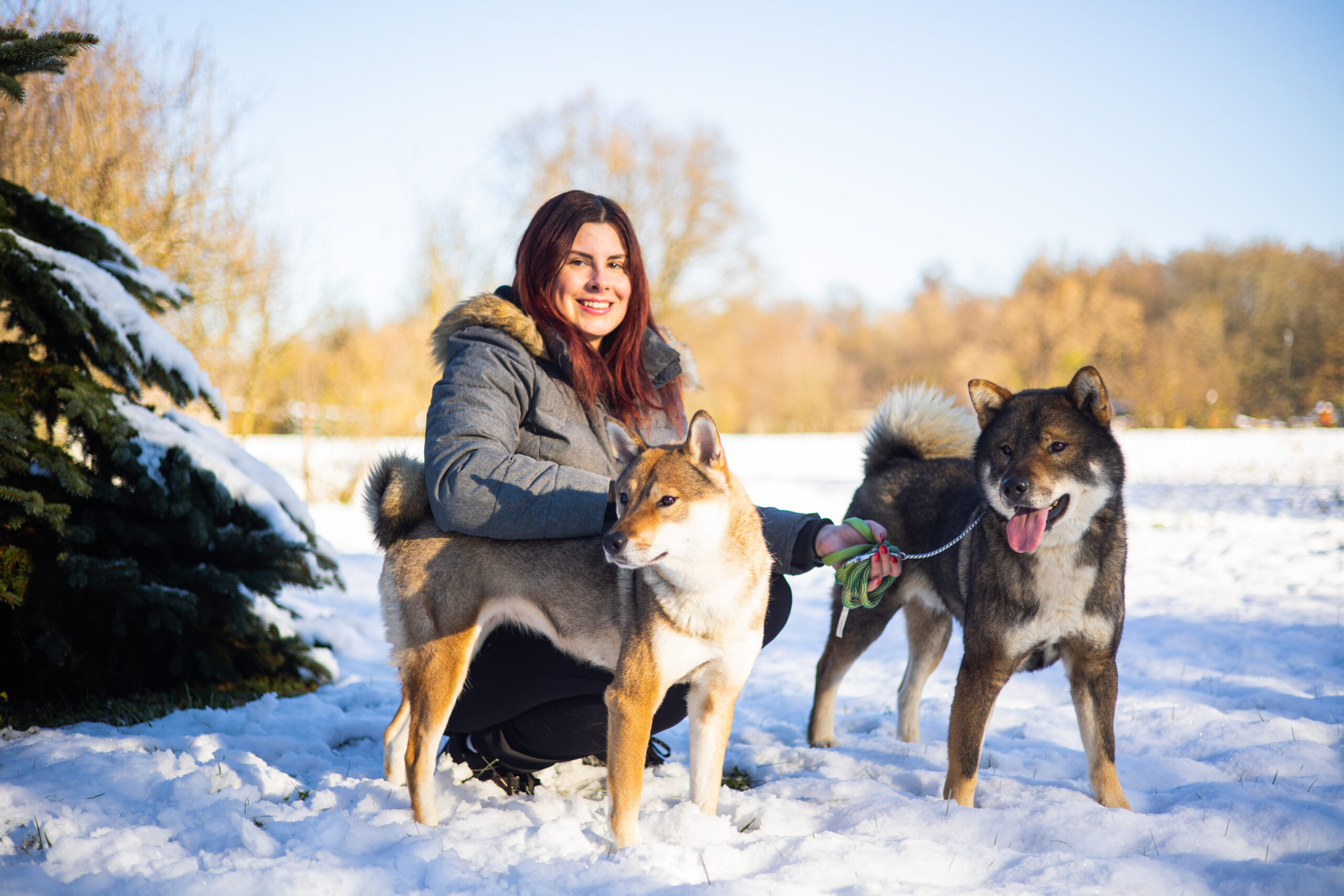 Shikoku and Shiba Inu: The Unique Charm of Japan’s Beloved Dog Breeds