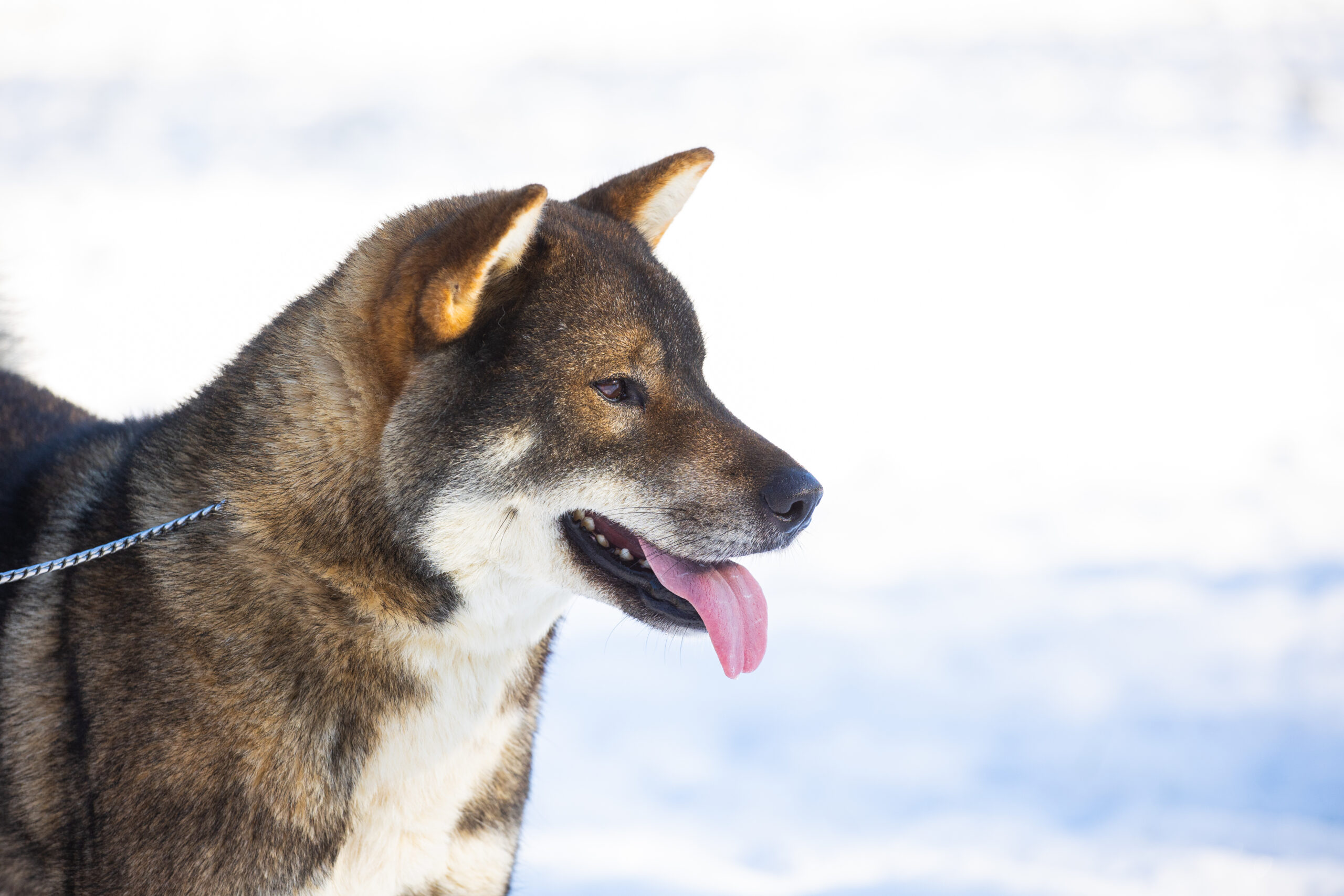 Shikoku Breed: Everything You Need to Know About This Unique Japanese Dog