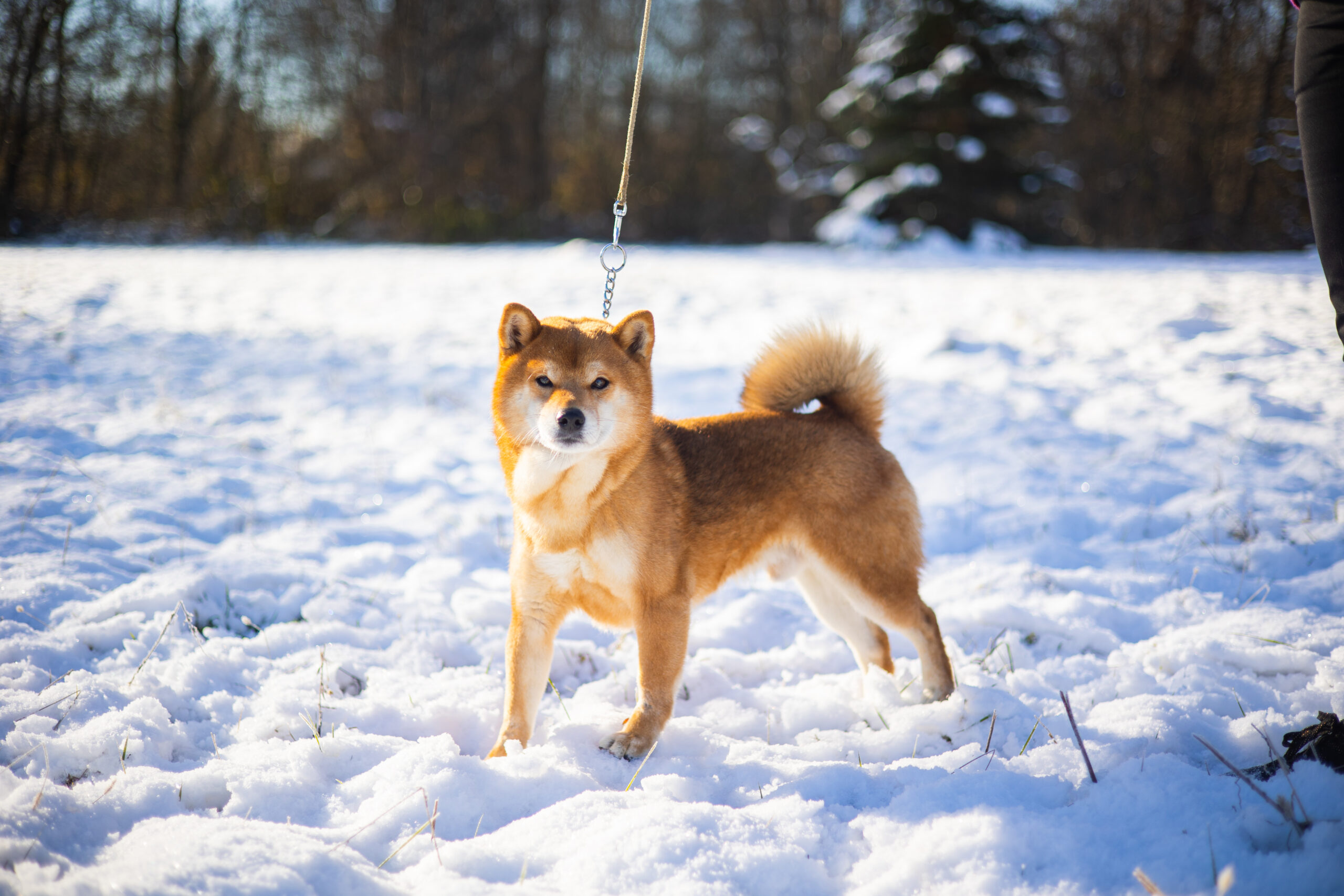 Shiba Inu: A Guide to This Popular Japanese Dog Breed